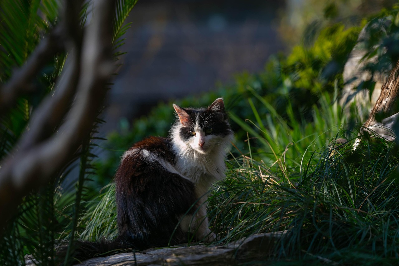 猫和老鼠最新剧情深度解析与探讨