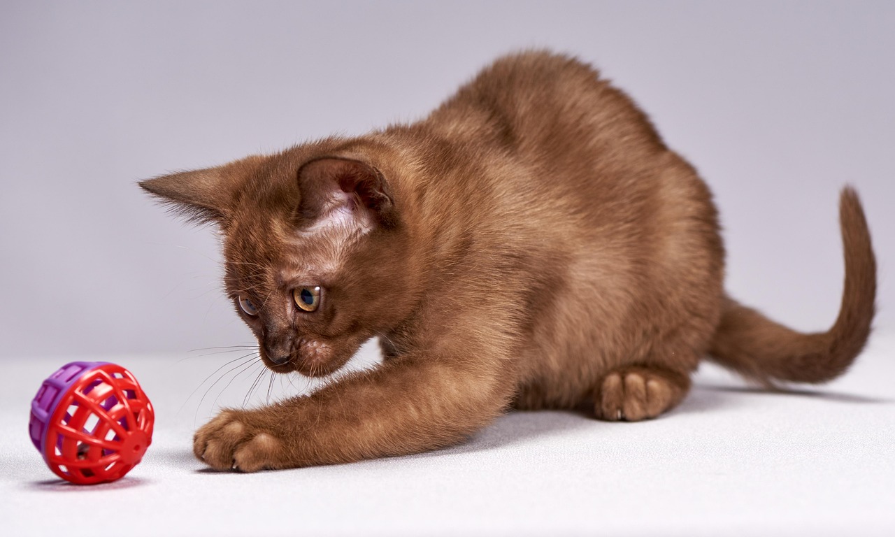 筷猫最新版，智能生活全新体验的革命者